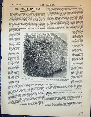 Antique old print peach - old, tree
