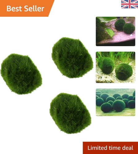 Aquarium plant trio live - aquarium,