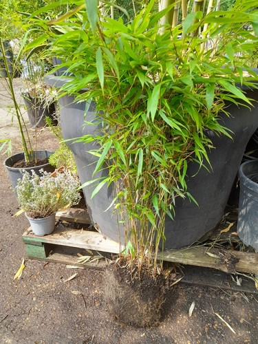 Bamboo fargesia rufa live - bamboo,