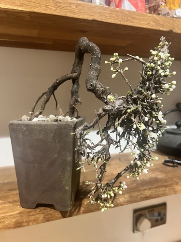Old yamadori blackthorn - old,