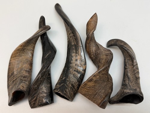 1pc polished goat horn - goat, to