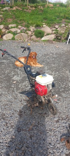 Rotavator petrol honda - rotavator, engine