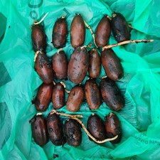 20x Germinated Sprouted