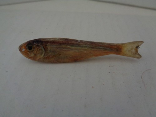 Ken loeber 1981 taxidermy fish - taxidermy,