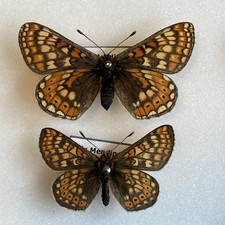A Pair Of Captive Bred Marsh Fritillary Set Butterfly Specimens