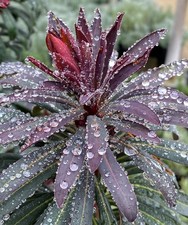 Euphorbia Miners Merlot |