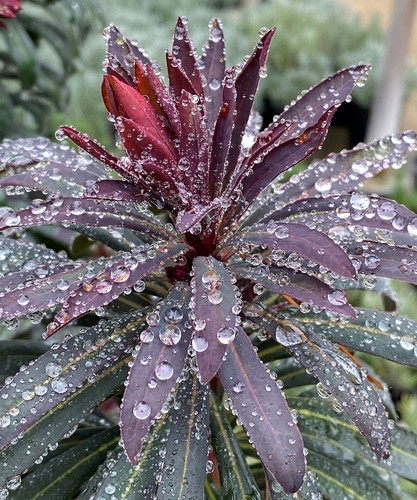 Euphorbia miners merlot - euphorbia,