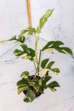 Variegated Rhaphidophora