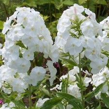 Spectacular white phlox - white,
