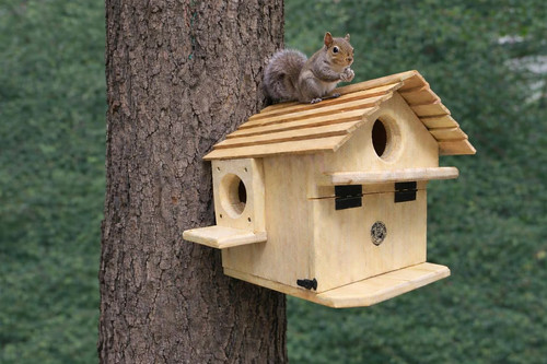 Extra large handmade - large, squirrel