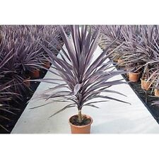 Cordyline Australis Purpurea - Purple Torbay, Cornish Palm - 20 + Fresh Seeds