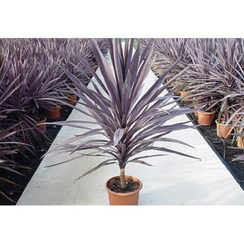 Cordyline australis purpurea - cordyline,