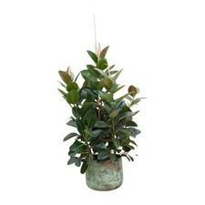 Rubber Tree - Ficus Robusta - ZaGum Tree - Ficus Robusta - Houseplant