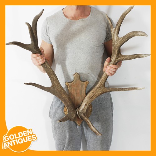 Large red deer stag point - large,