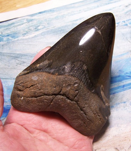 Megalodon shark tooth 16 - tooth, 1/16"