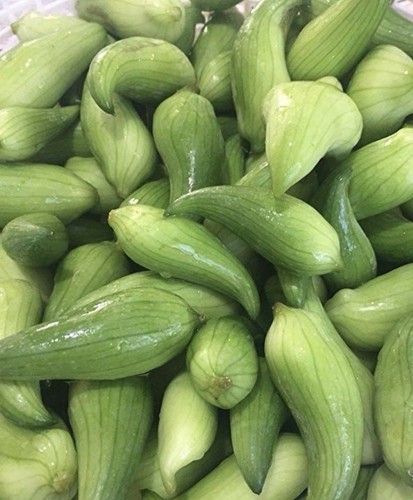 Achocha plug plants - 4, x