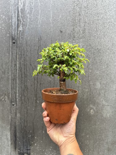 Ulmus parvifolia chinese elm - -,