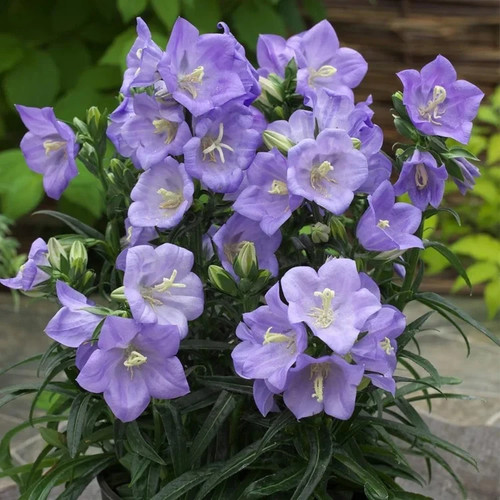 Campanula fairy bellflower - fairy,
