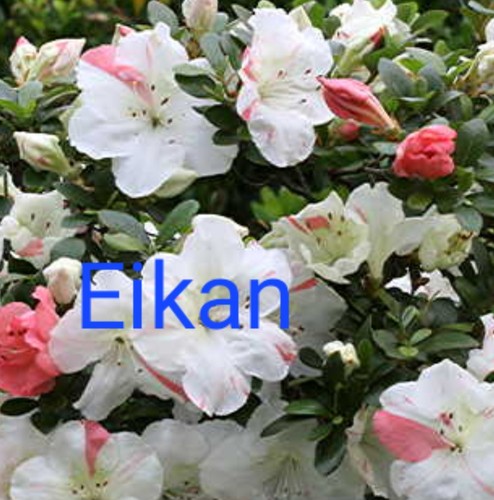 Beautiful flowering satsuki - ,