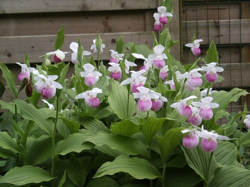 Showy slipper orchid - showy,