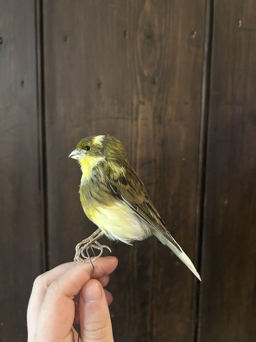 Taxidermy canary - taxidermy,