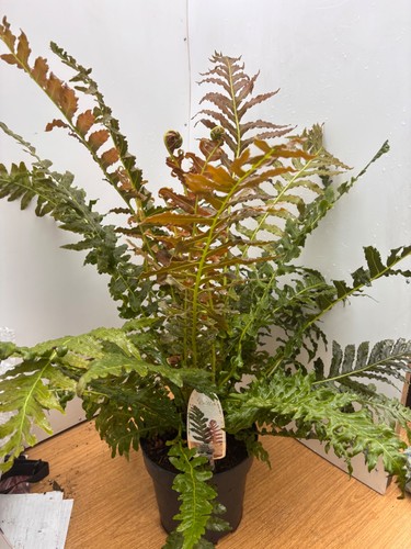 Blechnum brasiliense volcano - brasiliense,