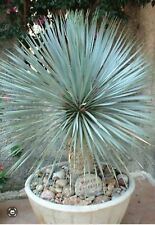 YUCCA ROSTRATA BLUE SWAN 80 CM HIGH SUPPLIED IN A 24 Cm POT 