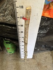 Oak Rare Seasoned SHANK