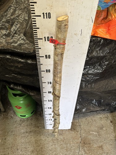 Oak rare seasoned shank - rare,