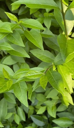 Stick insect food approx - insect, 20