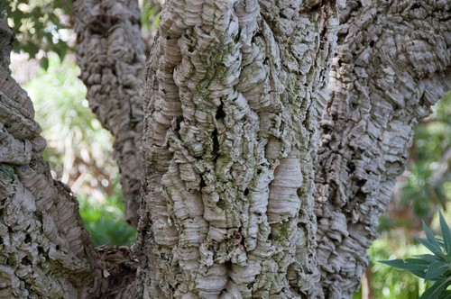 Quercus suber cork oak - quercus,