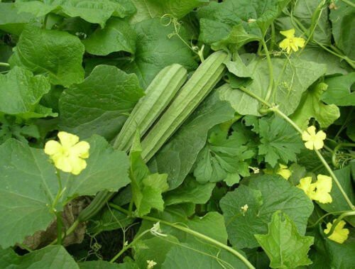 Bangladeshi vegetable - 🌼,