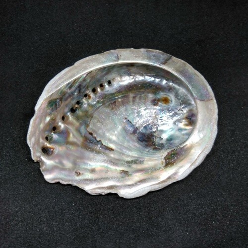 Abalone shell for - abalone, (paua)