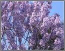Princess tree paulownia - princess, (