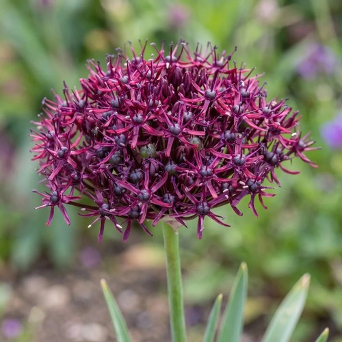 Allium atropurpureum bulbs x30 - atropurpureum,