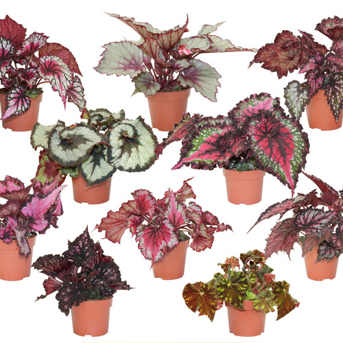 Bareroot tropical begonia - bareroot,