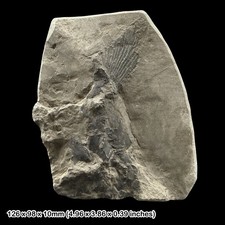 Rare Furo Fossil Fish Jurassic