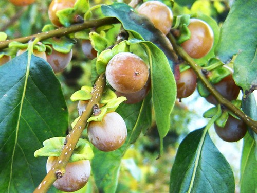 Diospyros lotus date - diospyros, plum