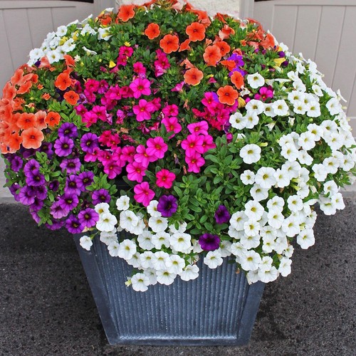 Petunia flower seeds pastel - 50,
