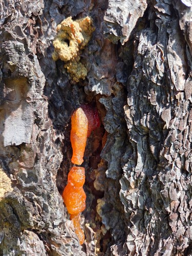 Ponderosa pine resin pitch - pine, /