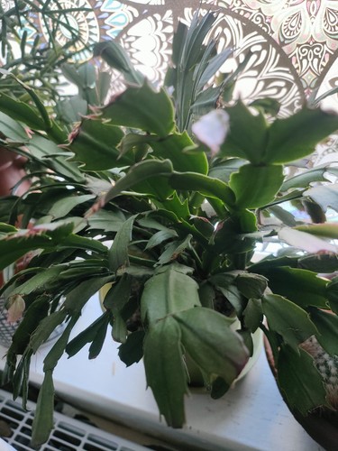 Unrooted pink christmas - unrooted,