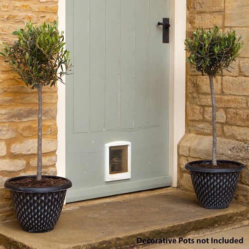 Olive std 100cm 18cm pot - std, 80/100cm