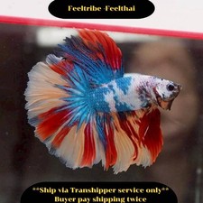 Halfmoon Koi Nemo Fancy Male Live Betta Fish Premium Quality from TH V11O