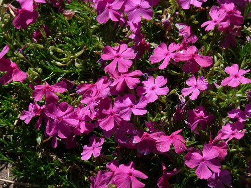 Phlox subulata mcdaniels - phlox,