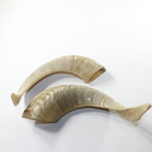 Sheep horn 8138 natural - horn,