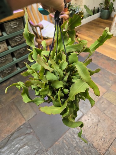 Large epiphyllum guatemalense - large,