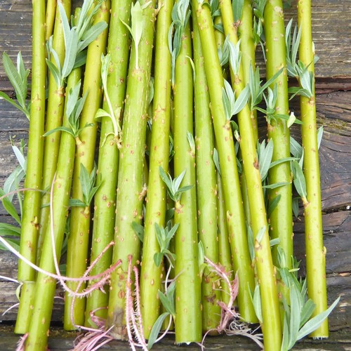25cm hybrid willow - x,