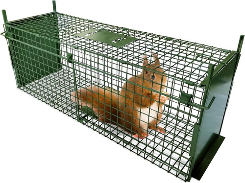 Large humane live catch fox - live,