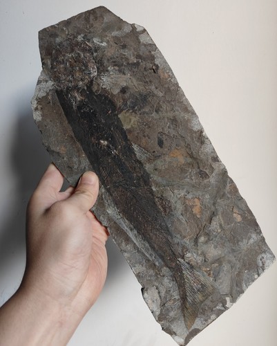 Big ancient fish - fish, slab