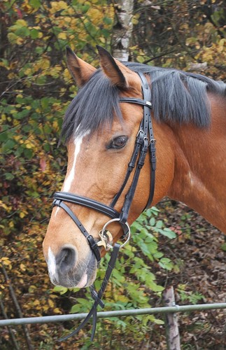 Stubben antrim snaffle bridle - stubben,